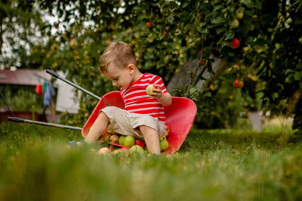 Bambino che raccoglie mele in una fattoria. Ragazzino che gioca nel meleto. Ragazzo raccogliere frutta e metterli in una carriola. Bambino che mangia frutta sana al raccolto di caduta. Divertimento all'aperto per bambini — Foto Stock