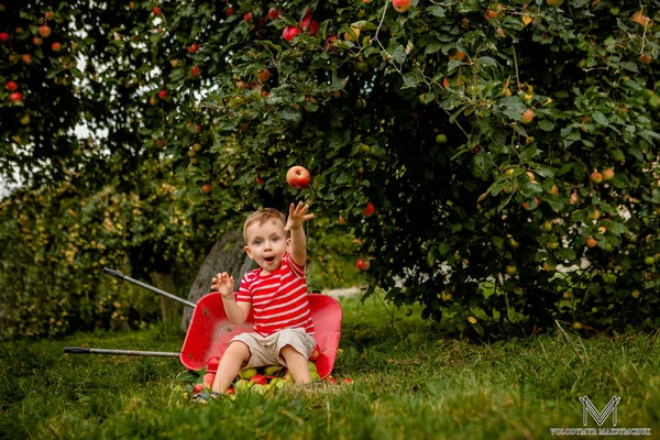 Dziecko Zbieranie Jabłek Farmie Mały Chłopiec Grając Jabłuszkowym Sadzie Drzewa — Zdjęcie stockowe