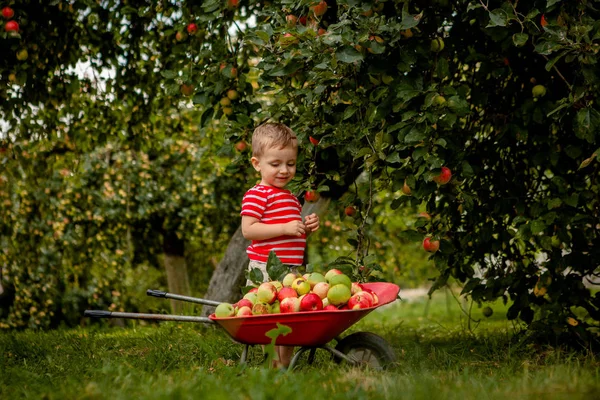 Bir çiftlikte elma toplama çocuk. Elma ağacı meyve bahçesinde oynarken küçük çocuk. Çocuk meyve toplar ve onları bir el arabası koyardım. Sonbaharda hasat sağlıklı meyve yeme bebek. Açık eğlenceli çocuklar için — Stok fotoğraf