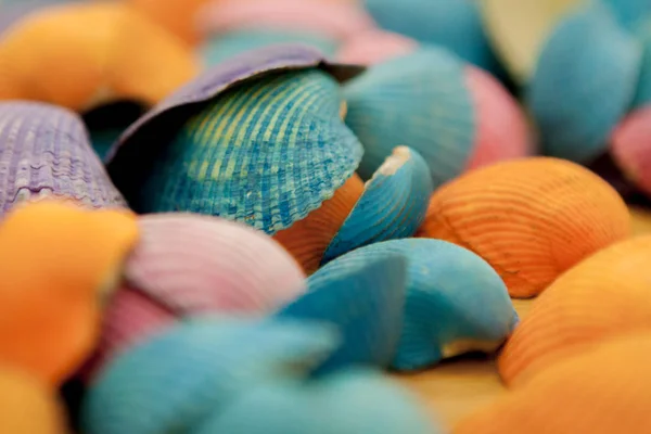 Nahaufnahme Bunter Muscheln Verschiedenen Formen — Stockfoto