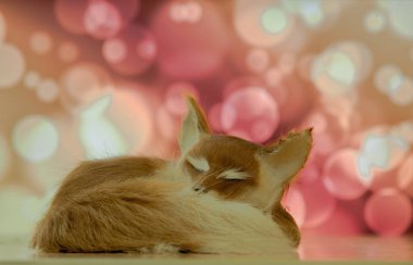 Bokee arka plan üzerinde yakın çekim uyuyan fox.