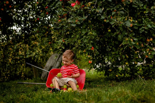 Kind Appels Plukken Een Boerderij Jongetje Spelen Boom Appelboomgaard Kid — Stockfoto