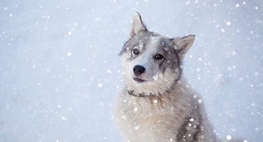 Husky köpek grisi ve kışın mavi gözlü beyaz köpek
