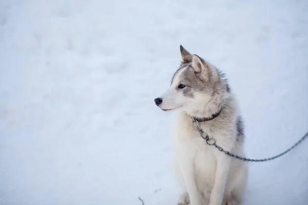 Perro Husky Gris Blanco Con Ojos Azules Invierno —  Fotos de Stock