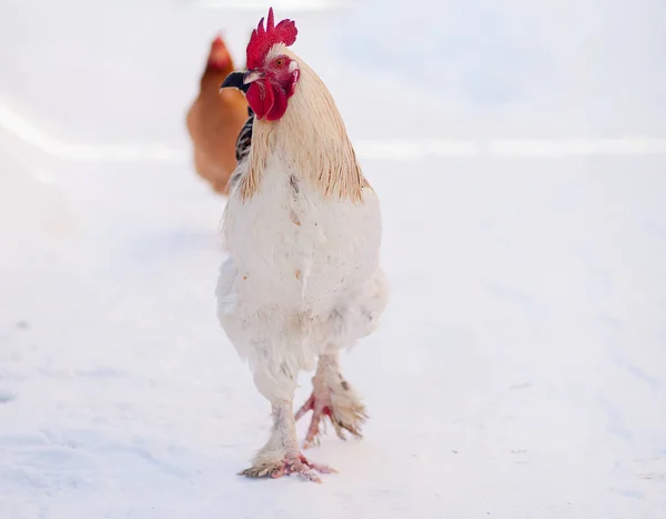 Hlavní Kohout Šéf Portrét Kohout Zimě Sníh — Stock fotografie