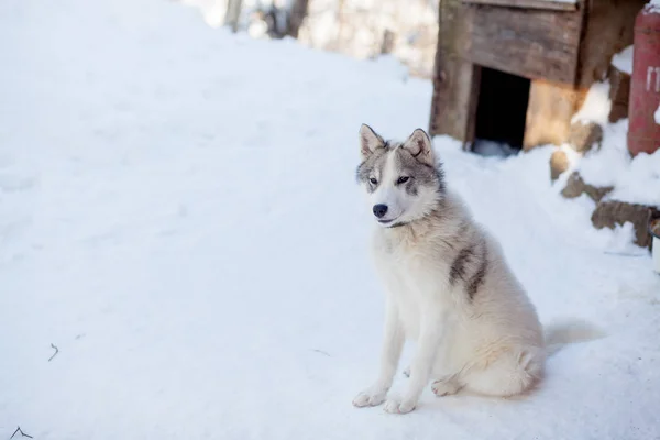 Husky σκυλί γκρι και λευκό χρώμα με μπλε μάτια το χειμώνα — Φωτογραφία Αρχείου