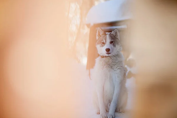 Husky σκυλί γκρι και λευκό χρώμα με μπλε μάτια το χειμώνα — Φωτογραφία Αρχείου