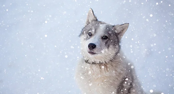 Husky Hund grau-weiß mit blauen Augen im Winter — Stockfoto