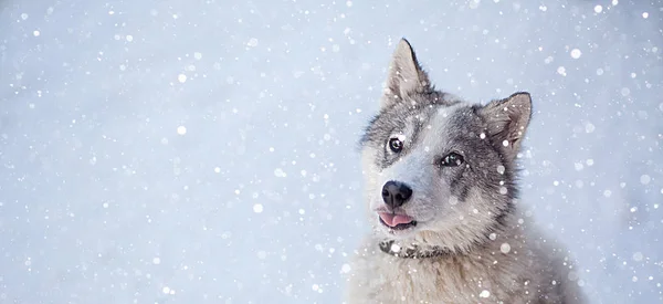 Husky Hund Grau Weiß Mit Blauen Augen Winter — Stockfoto