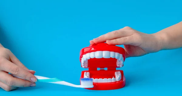 Female Hand Holding Dental Model Toothbrush Blue Background — Stock Photo, Image