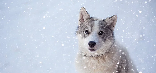 Husky Dog Grey White Colour Blue Eyes Winter — Stock Photo, Image