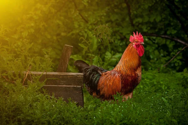 A brown cock is walking through green grass. Breeding of poultry — Stock Photo, Image