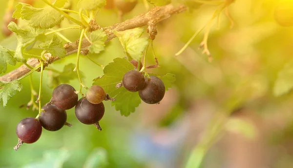 Bir bahçede siyah frenk üzümü dalı — Stok fotoğraf