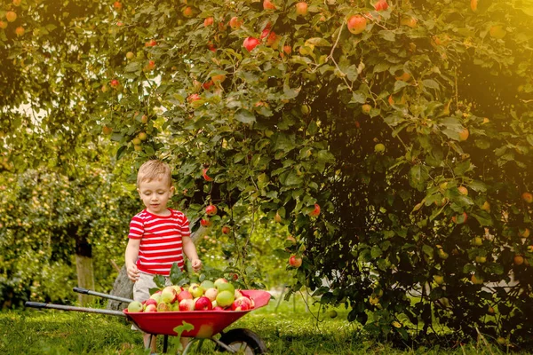 Dítě Při Sbírání Jablek Farmě Malý Chlapec Hraje Jabloňového Stromu — Stock fotografie