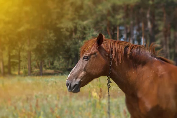 Brown horse, portrait, head, close up, summer in the forests