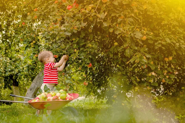 Child picking apples on a farm. Little boy playing in apple tree orchard. Kid pick fruit and put them in a wheelbarrow. Baby eating healthy fruits at fall harvest. Outdoor fun for children — Stock Photo, Image