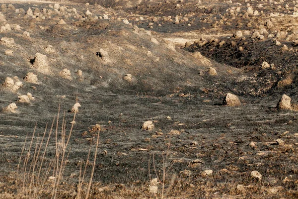 Baharda yanmış çimenler, yakın yakılmış kundaklama ve yanmış kuru çim arka plan — Stok fotoğraf