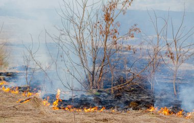 Kuru ot, kuru ot, yangın kavramı ve orman yakma aracılığıyla rüzgarlar içinde güçlü bir yangın yayılır
