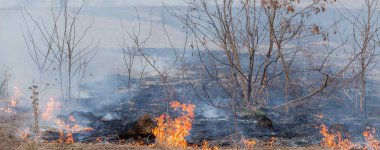 Kuru ot, kuru ot, yangın kavramı ve orman yakma aracılığıyla rüzgarlar içinde güçlü bir yangın yayılır