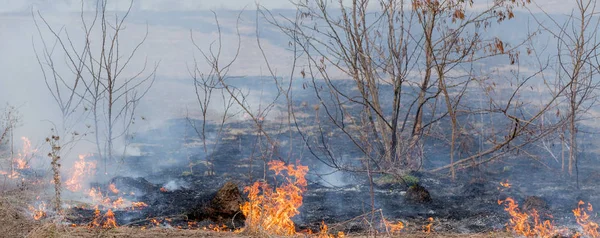 Kuru ot, kuru ot, yangın kavramı ve orman yakma aracılığıyla rüzgarlar içinde güçlü bir yangın yayılır