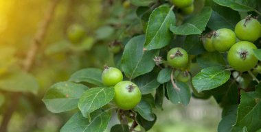 Bir daldaki yeşil elmalar hasat edilmeye hazır, açık havada, seçici bir odak