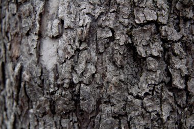Ağaç kabuğunun arka plan dokusu. Ağacın kabuğunun derisi çatırdıyor.