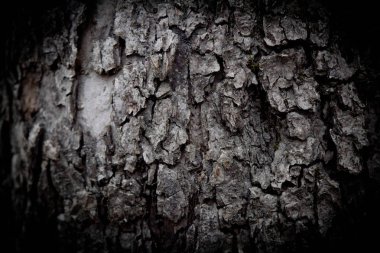 Ağaç kabuğunun arka plan dokusu. Ağacın kabuğunun derisi çatırdıyor.