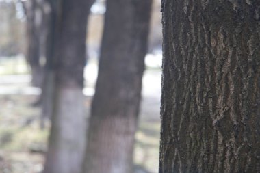 Ağaç kabuğunun arka plan dokusu. Ağacın kabuğunun derisi çatırdıyor.