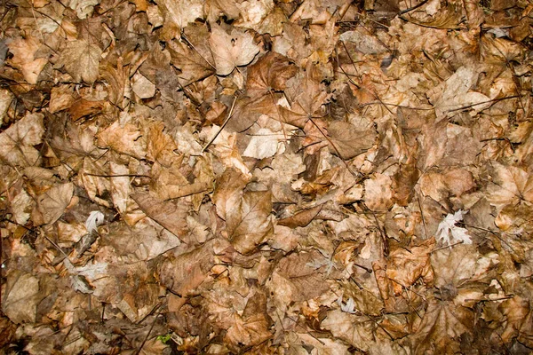 Kahverengi orman arka planında düşen renkli sonbahar yaprakları — Stok fotoğraf