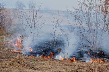 Kuru ot, kuru ot, yangın kavramı ve orman yakma aracılığıyla rüzgarlar içinde güçlü bir yangın yayılır