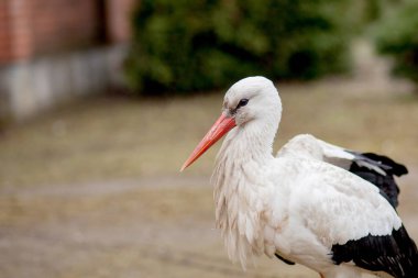 White stork in natural habitat walking and searching for food, P