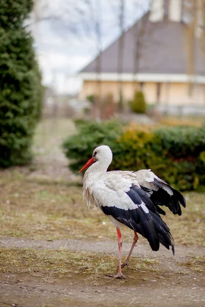 La cigogne blanche dans l'habitat naturel marche et recherche de nourriture, P — Photo