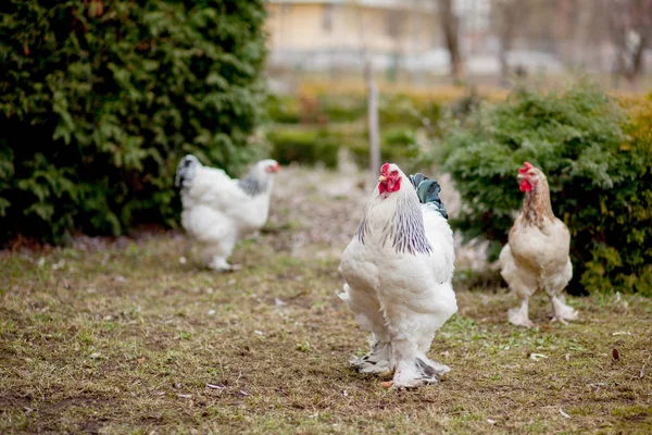 Grown healthy white hens on green grass outside in rural yard on