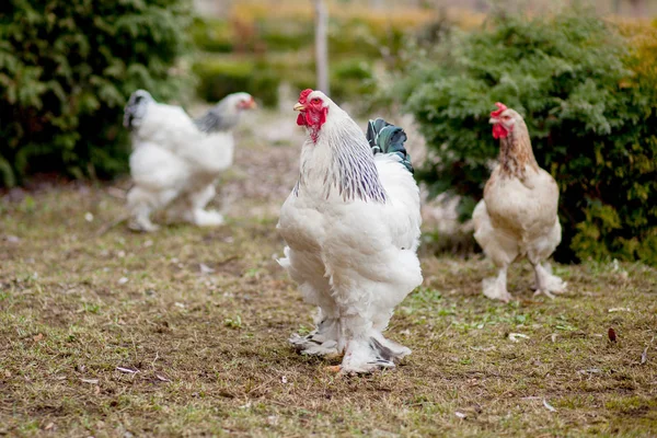 Criado sano gallinas blancas en verde hierba fuera en rural patio en — Foto de Stock