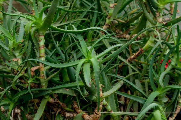 Растения алоэ вера, зеленые растения в теплице — стоковое фото