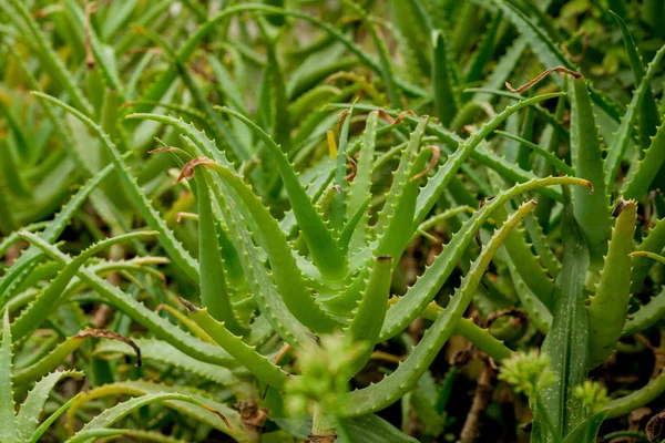 Plantas de aloés vera, plantas tropicais verdes em estufa — Fotografia de Stock