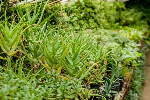 Plantas de aloés vera, plantas tropicais verdes em estufa — Fotografia de Stock