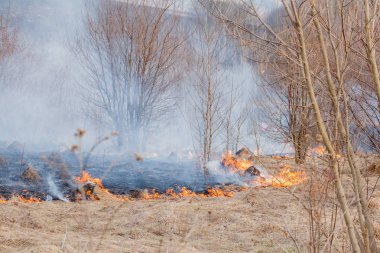 Kuru ot, kuru ot, yangın kavramı ve orman yakma aracılığıyla rüzgarlar içinde güçlü bir yangın yayılır