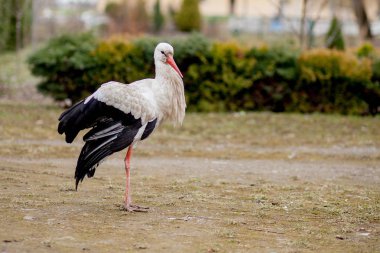 Doğal habitatta yürüyen ve yiyecek arayan beyaz leylek, nehir kenarındaki kavak ağacı sel alanı, arka leylek manzarası, kirli beyaz tüyler