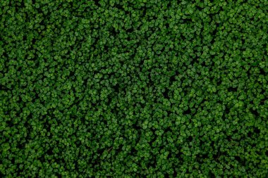 Ground Ivy, dokulu arka plan Full Frame shot