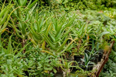 Aloe Vera bitkiler, sera tropikal yeşil bitkiler