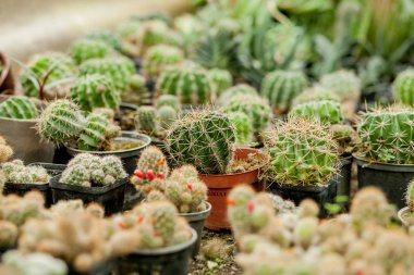 Tencerede kaktüs bitkisi koleksiyonu. Küçük süs bitkisi. Seçici odaklanma, üst bakış açısı. Kaktüs bitkisi deseni. Doğal arka plan. Yeşil doku arkaplanı