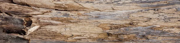 Tronco de árvore despojado de casca de fundo ou textura — Fotografia de Stock