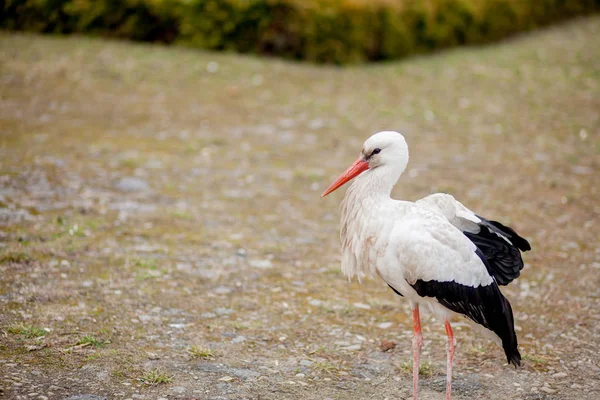 White stork in natural habitat walking and searching for food, Poplar tree forest flood area on river side, rear stork view, unclean white feathers — Stock Photo, Image