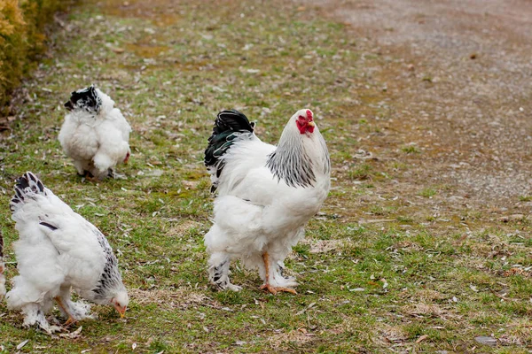 Se cultivan gallinas blancas sanas en la hierba verde afuera en el patio rural en el viejo fondo de la pared del granero de madera primavera en el día soleado brillante. Cultivo de pollo, carne sana y concepto de producción de huevos — Foto de Stock