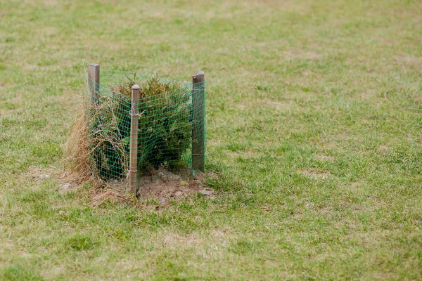 Clôture pour les semis, jeune semis d'arbres dans le jardin — Photo