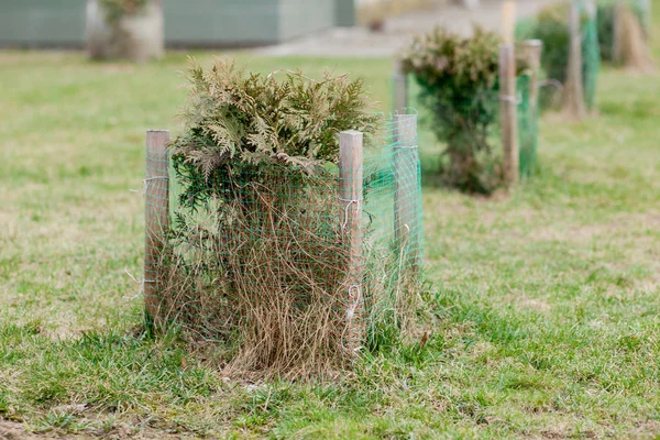 Hek voor zaailingen, jonge boom zaailing in de tuin — Stockfoto