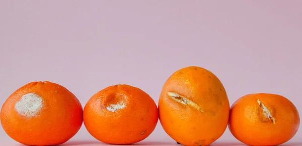 Ένα σετ από σάπια μουχλιασμένα πορτοκάλια, μανταρίνια σε ροζ φόντο. Μια φωτογραφία της αυξανόμενης καλουπιού. Μόλυνση τροφίμων, κακά κακομαθημένα αηδιαστικά σάπια φρούτα. Έννοια της μεσθεσης, υπολείμματα τροφίμων — Φωτογραφία Αρχείου