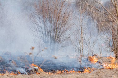Kuru ot, kuru ot, yangın kavramı ve orman yakma aracılığıyla rüzgarlar içinde güçlü bir yangın yayılır
