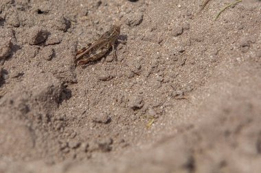 Gri Woodland çekirge yere yakın çekim portre. Bu g